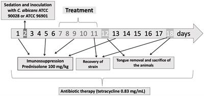 DNase improves the efficacy of antimicrobial photodynamic therapy in the treatment of candidiasis induced with Candida albicans